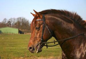 Verletztes Pferd, das im Profi-Reitsport nicht bestehen konnte